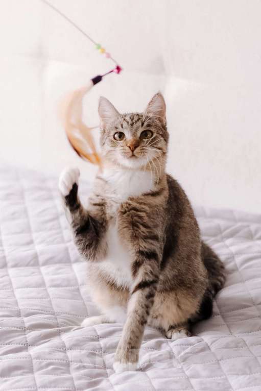 Кошки в Москве: Котенок в добрые руки Девочка, Бесплатно - фото 7
