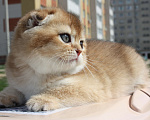 Кошки в Москве: кошечки Девочка, 50 000 руб. - фото 3
