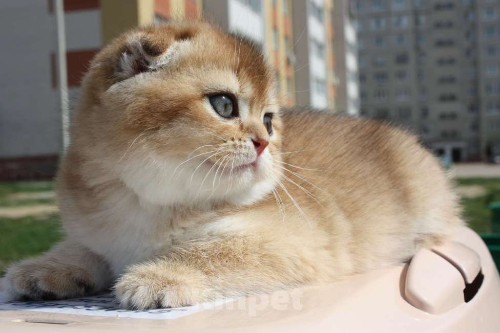 Кошки в Москве: кошечки Девочка, 50 000 руб. - фото 3