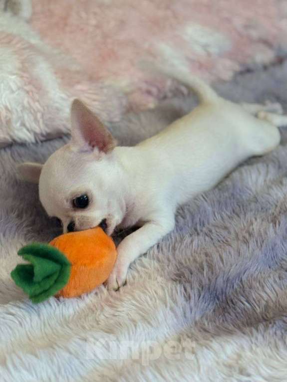 Собаки в других городах Московской области: Продам мини-мини чихуахуа Девочка, 70 000 руб. - фото 6