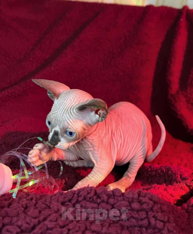 Кошки в Воронеже: Канадский сфинкс котёнок Мальчик, 15 000 руб. - фото 2