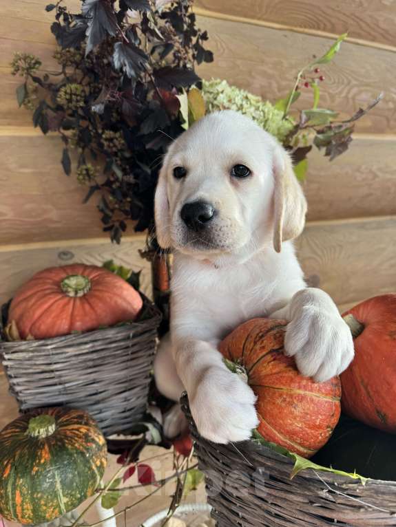 Собаки в Москве: Щенки лабрадора Мальчик, 90 000 руб. - фото 2