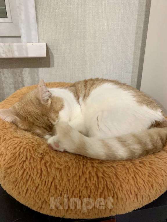 Кошки в Москве: Королевская особа Изабелла ищет дом Девочка, Бесплатно - фото 2