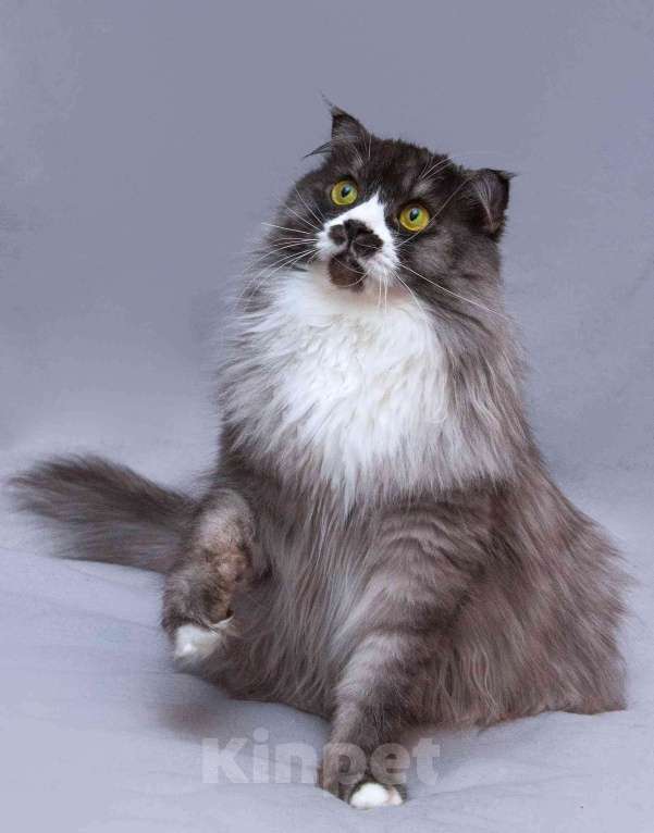 Кошки в Москве: Большой добрый кот Рома в добрые руки Мальчик, Бесплатно - фото 4