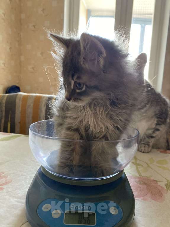 Кошки в Москве: Котенок Пух Мальчик, Бесплатно - фото 4