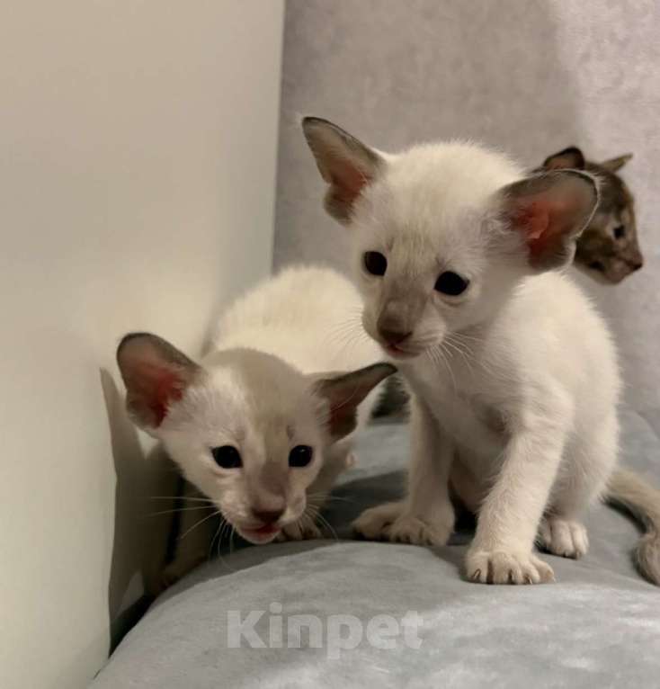 Кошки в Березовском: Котята Ориенталы Разнополые, 20 000 руб. - фото 2