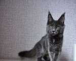 Кошки в Ейске: котята Мейн-Кун Девочка, Бесплатно - фото 1