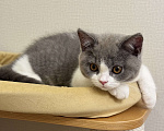 Кошки в Москве: Британский котенок Мальчик, Бесплатно - фото 3