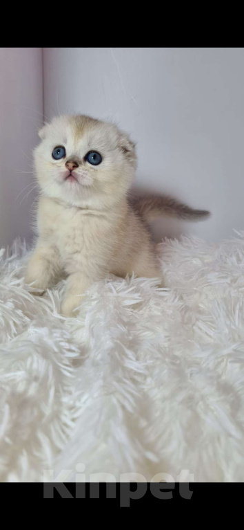 Кошки в Краснодаре: Продаю котят шотландской серебряной  шиншиллы Мальчик, 35 000 руб. - фото 4