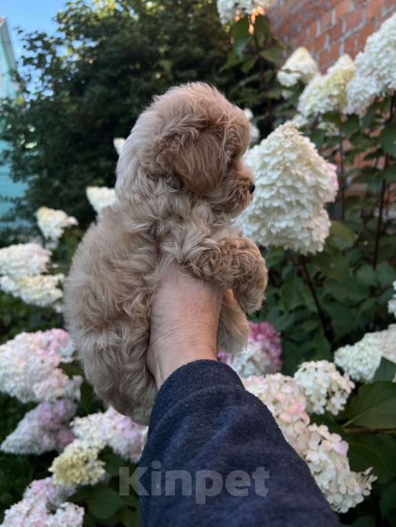 Собаки в других городах Московской области: Девочка мальтипу f1 Девочка, 150 000 руб. - фото 2