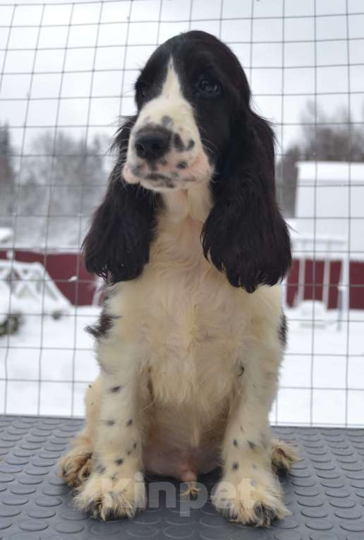 Собаки в Зеленограде: Английский кокер спаниель щенок Мальчик, 60 000 руб. - фото 1