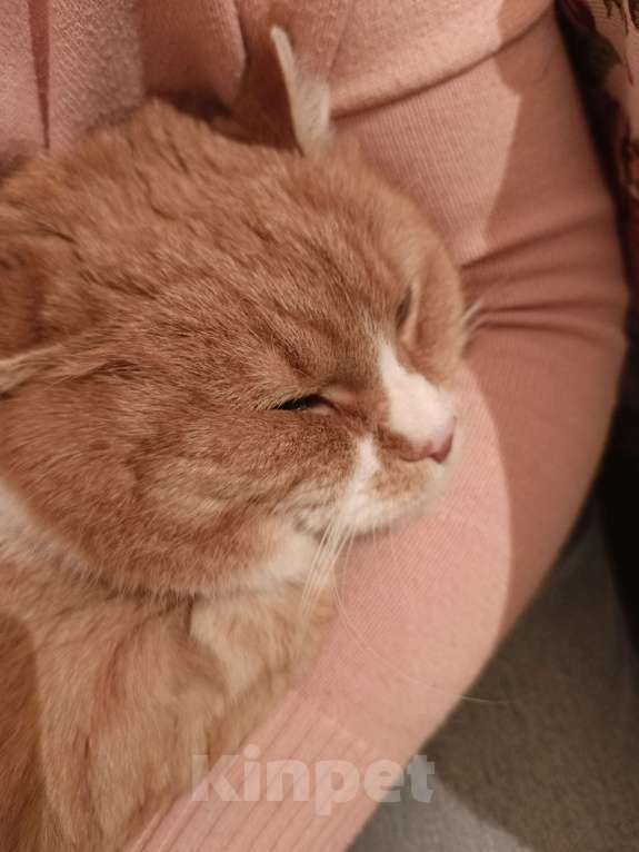 Кошки в Москве: Солнечный котик в добрые руки  Мальчик, Бесплатно - фото 5