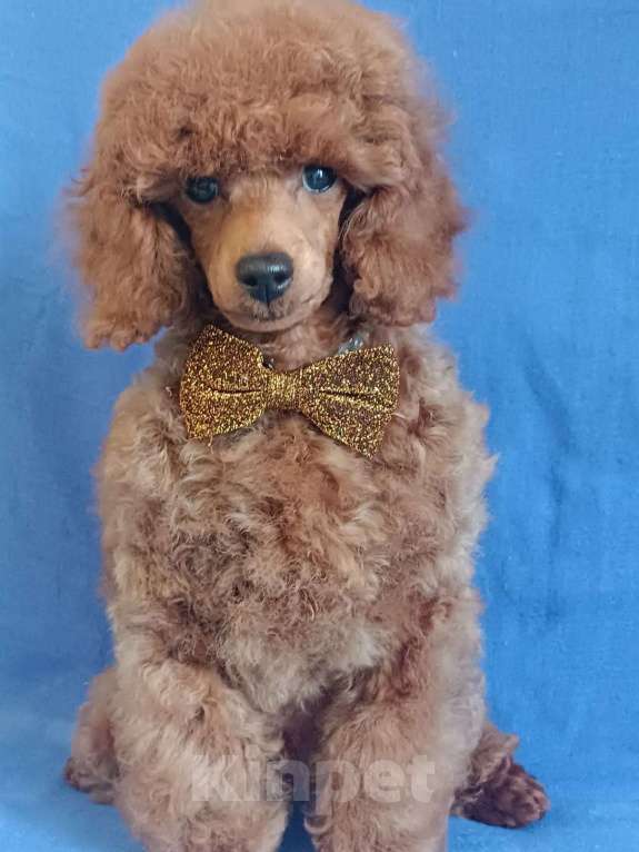 Собаки в Ярославле: Рыжий красавчик Мальчик, 130 000 руб. - фото 1