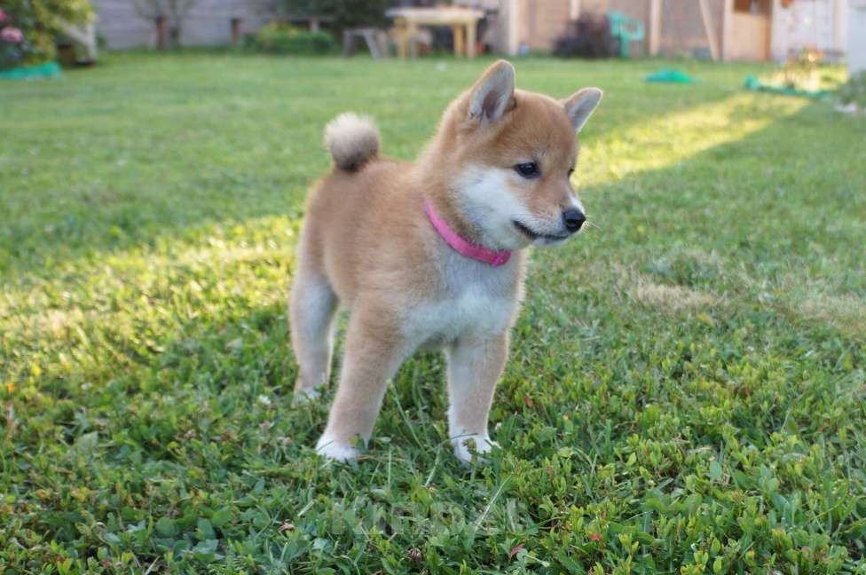 Собаки в других городах Московской области: Щенки Сиба-Ину (девочка с розовым ошейником) Девочка, 80 000 руб. - фото 3