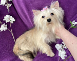 Собаки в Москве: Золотой йорк мини девочка подрощенная Девочка, 80 000 руб. - фото 1