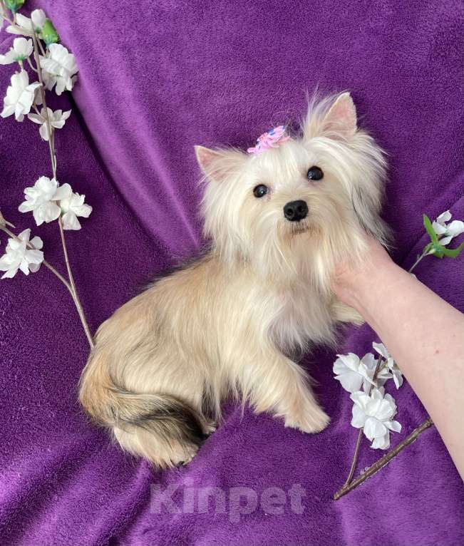 Собаки в Москве: Золотой йорк мини девочка подрощенная Девочка, 80 000 руб. - фото 1