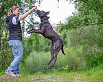 Собаки в Москве: Молодой кобель породы алано эспаньол Донни ищет дом Мальчик, Бесплатно - фото 7