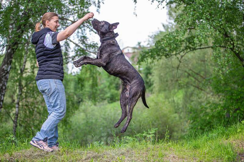 Собаки в Москве: Молодой кобель породы алано эспаньол Донни ищет дом Мальчик, Бесплатно - фото 7