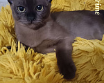 Кошки в Ростове-на-Дону: Кошечка европейской Бурмы  Девочка, 65 000 руб. - фото 2