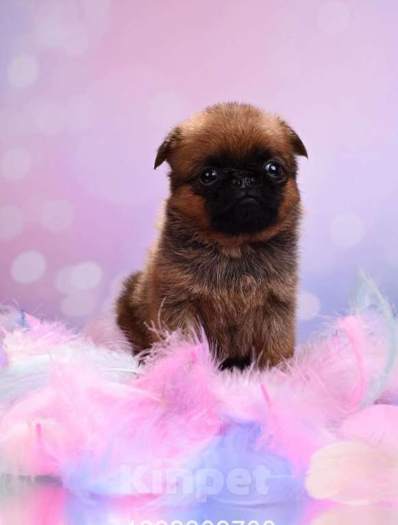 Собаки в Москве: Мини девочка пти-брабансон Девочка, 50 000 руб. - фото 4