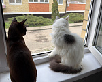 Кошки в Краснодаре: Кошечка в добрые руки Девочка, Бесплатно - фото 3