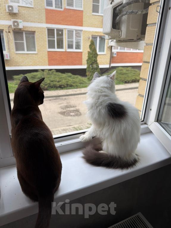 Кошки в Краснодаре: Кошечка в добрые руки Девочка, Бесплатно - фото 3