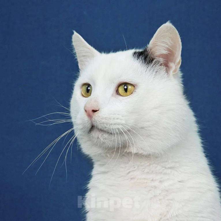 Кошки в Москве: кот Беляшик ищет дом Мальчик, Бесплатно - фото 2