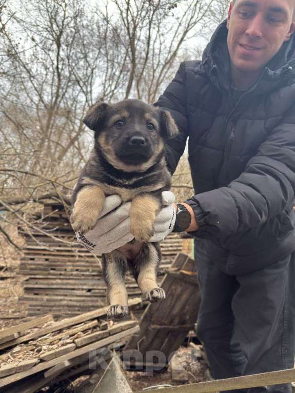 Собаки в Москве: Щенки в добрые руки Мальчик, Бесплатно - фото 2