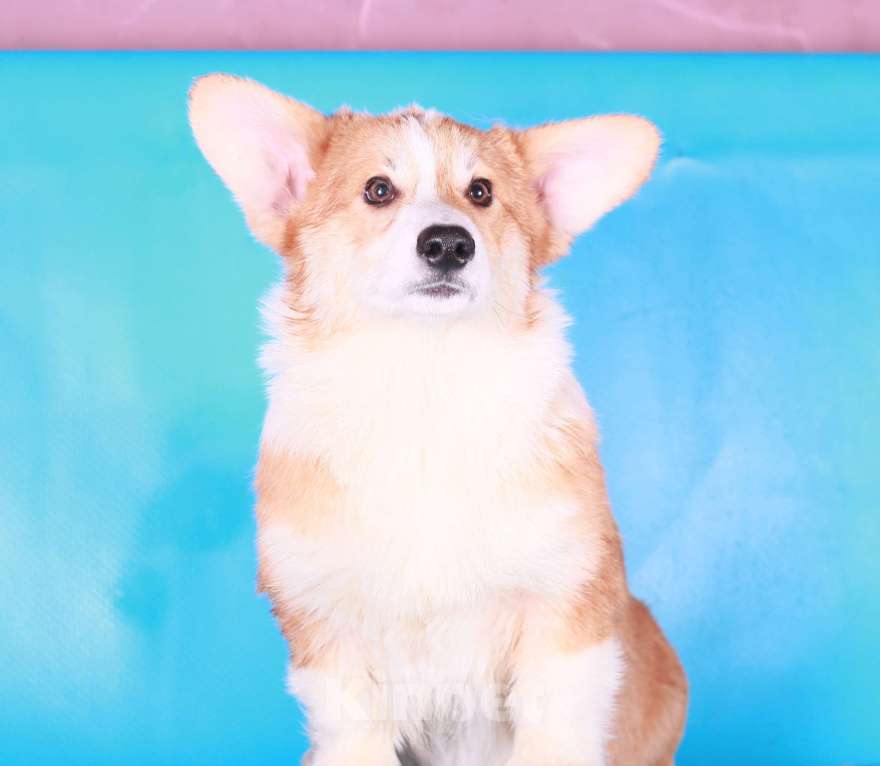 Собаки в Москве: вельш корги пемброк щенки Мальчик, 70 000 руб. - фото 3