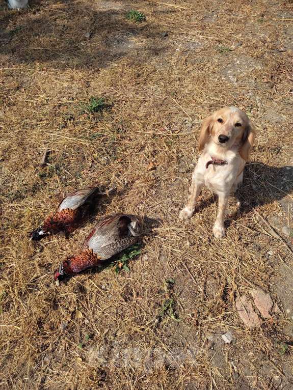 Собаки в Симферополе: Щенки Русский охотничий спаниель Мальчик, 30 000 руб. - фото 9