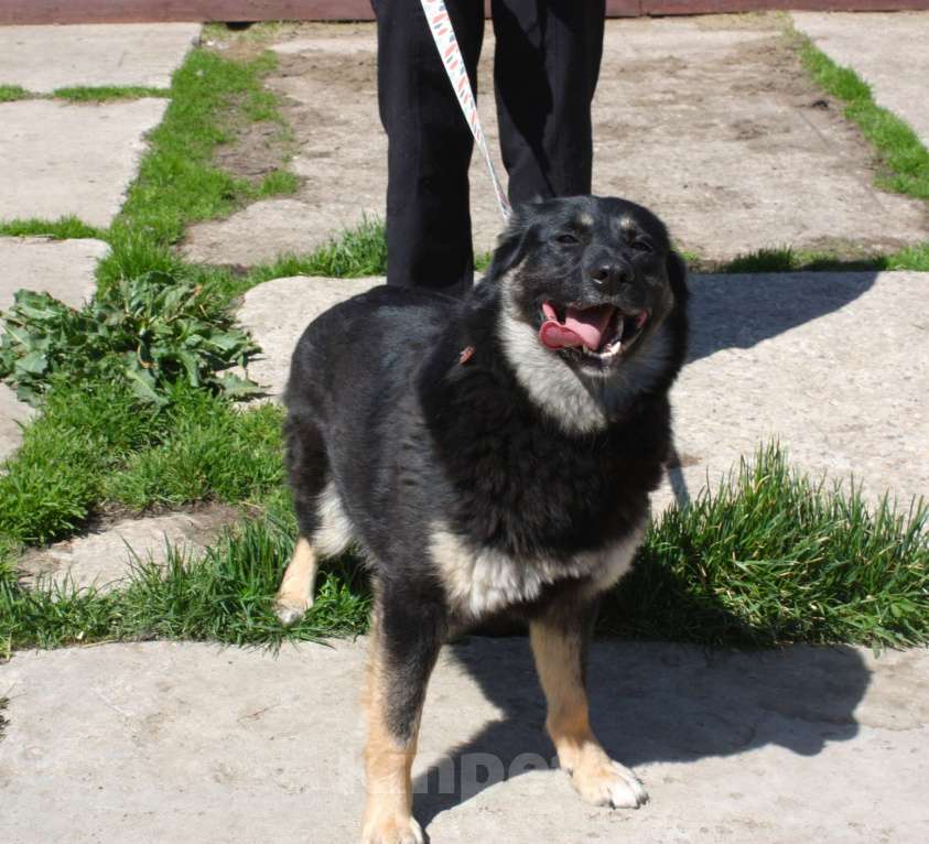 Собаки в Москве: Алиса в поисках любящей семьи Девочка, 100 руб. - фото 9