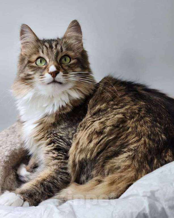 Кошки в Москве: Невероятная красота ❤️‍🔥 Пушистая кошечка Рыська Девочка, Бесплатно - фото 3