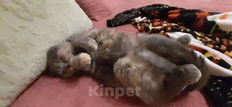 Кошки в Краснодаре: Зефирка Девочка, Бесплатно - фото 2