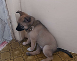 Собаки в Кемерово: Щенок девочка Девочка, 10 руб. - фото 3