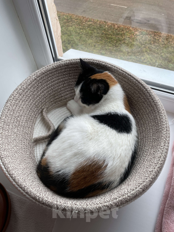 Кошки в Оренбурге: Сима Девочка, Бесплатно - фото 3