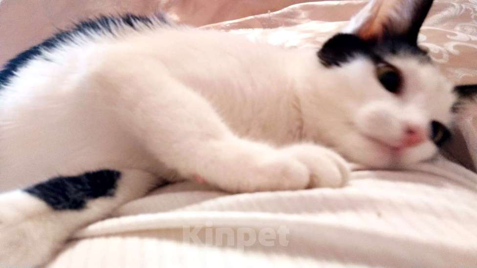 Кошки в Москве: Молодая ласковая Зая 5 мес Девочка, Бесплатно - фото 3