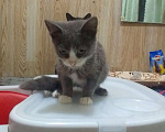 Кошки в Лабинске: Котята в добрые руки Мальчик, Бесплатно - фото 2