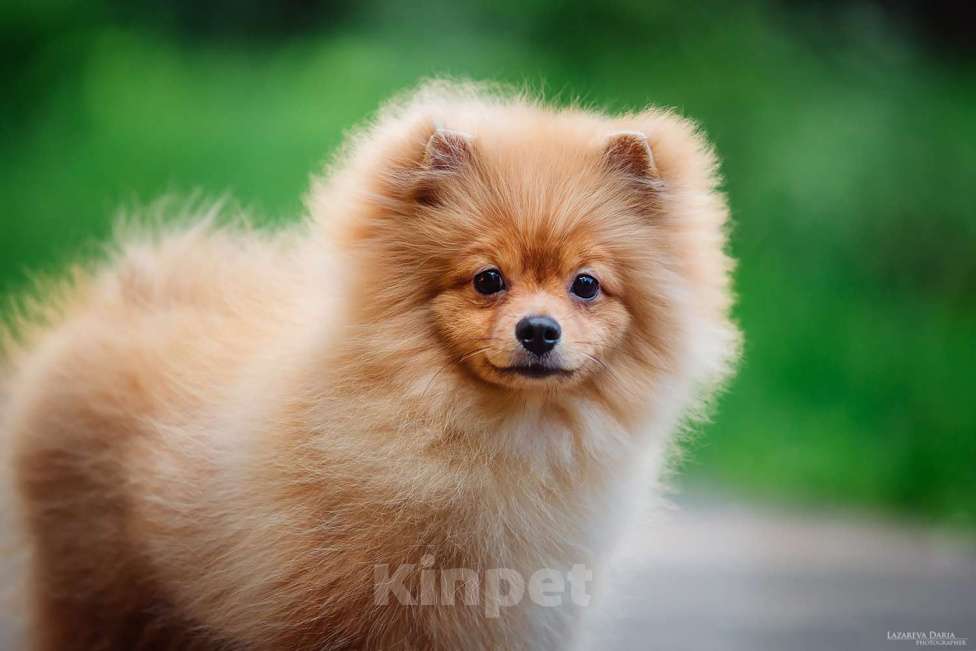 Собаки в Москве: Щенки  шпица (малого) Мальчик, 60 000 руб. - фото 7