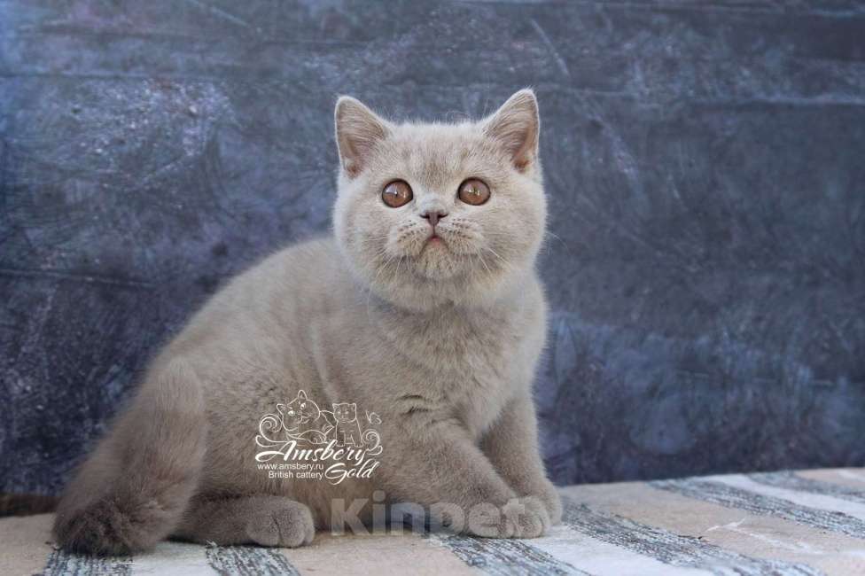 Кошки в Санкт-Петербурге: Лиловая британская кошечка! Девочка, 50 000 руб. - фото 4