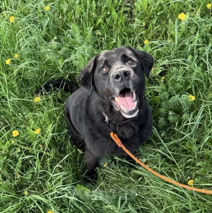 Собаки в Лобне: Лабрадор Рей ищет дом Мальчик, Бесплатно - фото 6