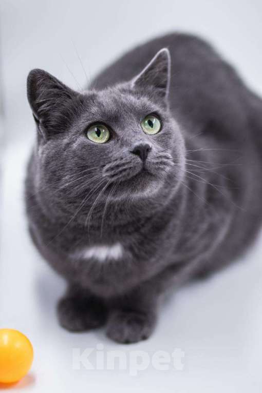 Кошки в Москве: Анабелла в добрые руки Девочка, Бесплатно - фото 2