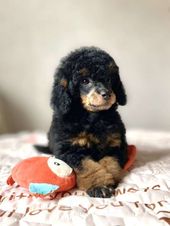 Собаки в Москве: Щенки пуделя Фантом Мальчик, Бесплатно - фото 2