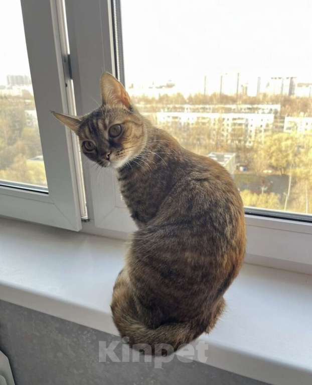 Кошки в Москве: Кошка в добрые руки Девочка, Бесплатно - фото 1