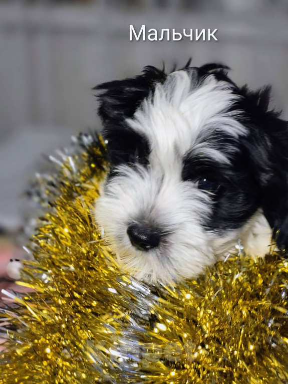 Собаки в Москве: Очаровательные щенки гаванского бишона Девочка, 80 000 руб. - фото 9