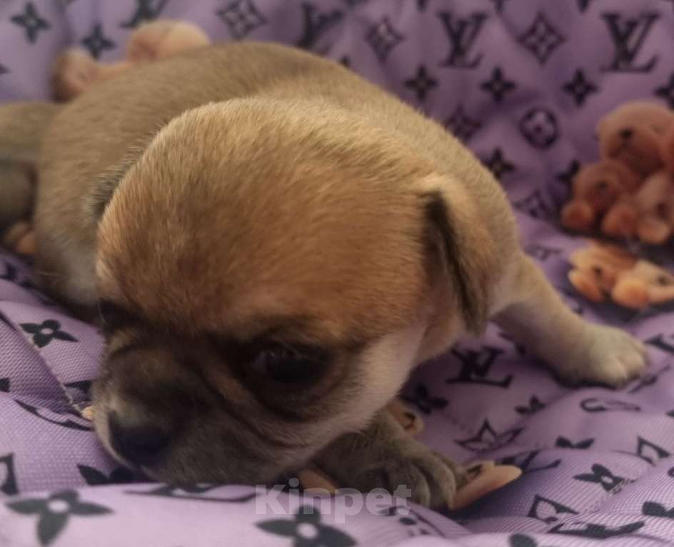 Собаки в Калининграде: Щенок Чихуахуа г/ш, девочка Девочка, Бесплатно - фото 1