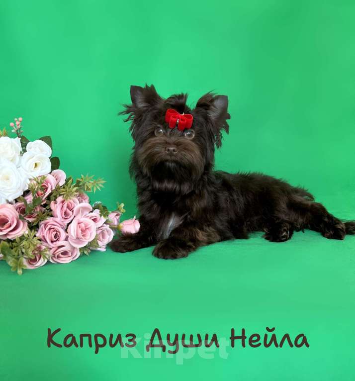 Собаки в Санкт-Петербурге: Девочка в разведение шоколадный йорк Девочка, 70 000 руб. - фото 4