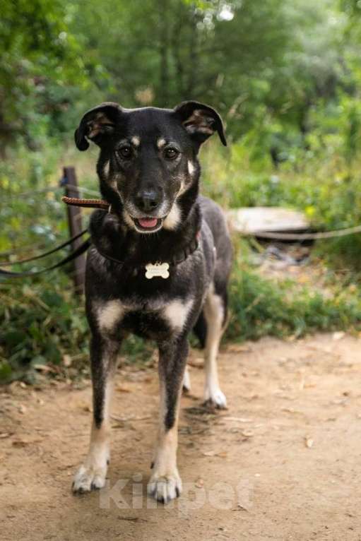 Собаки в Москве: Табити Девочка, Бесплатно - фото 18