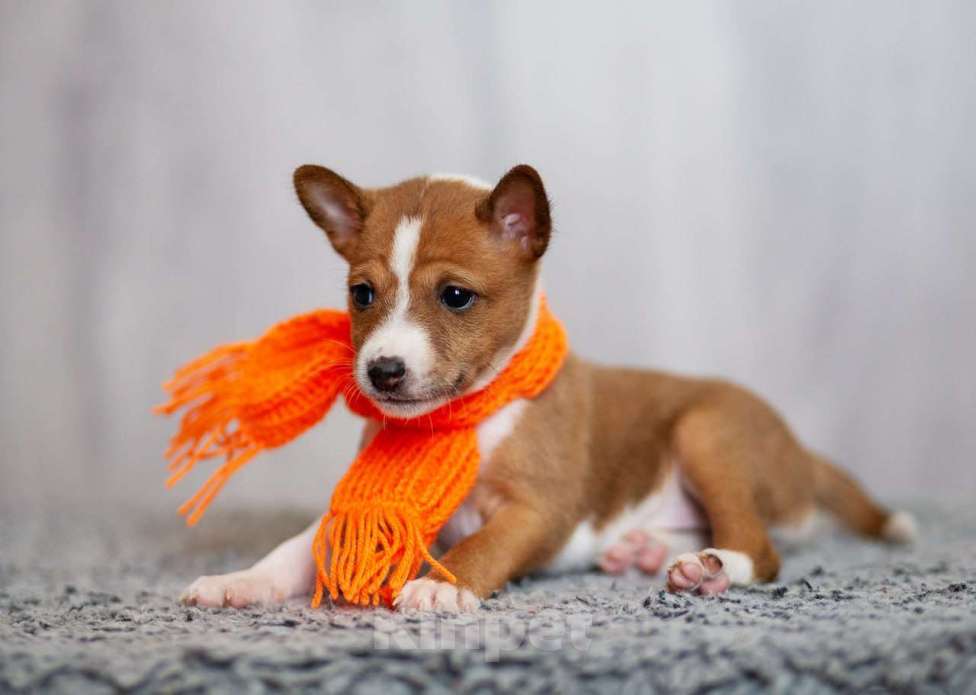 Собаки в Нижнем Новгороде: Милые щенки басенджи  Девочка, 70 000 руб. - фото 1