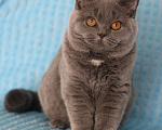 Кошки в Магнитогорске: Wispa Marshmallow  Девочка, Бесплатно - фото 1