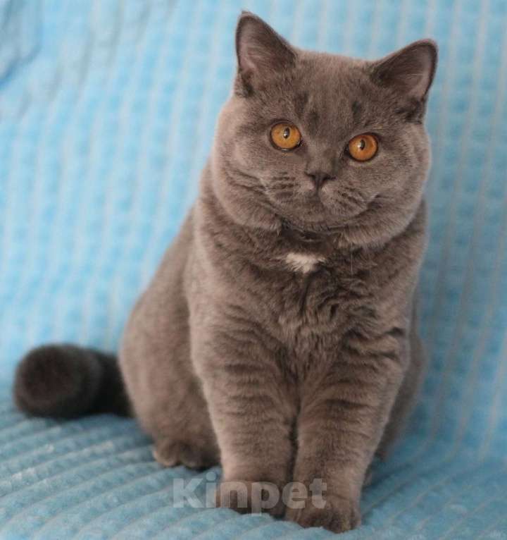 Кошки в Магнитогорске: Wispa Marshmallow  Девочка, Бесплатно - фото 1